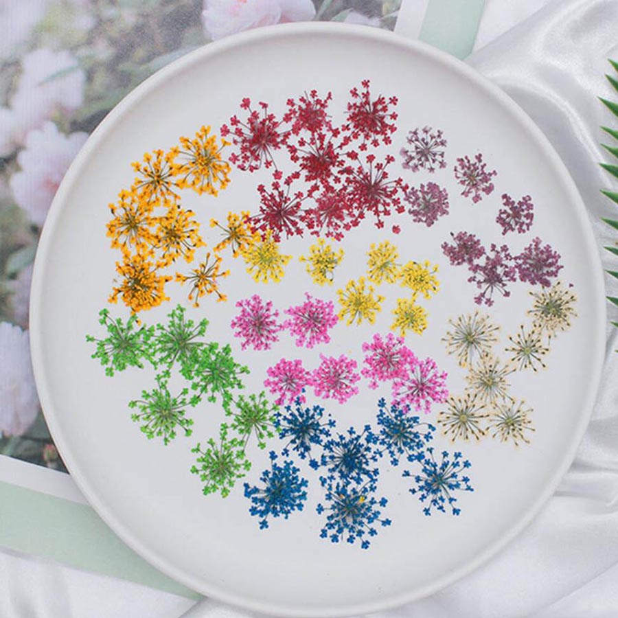 60 pièces de fleurs d'Ammi Maj - Dried Flower Bookmark avis et prix