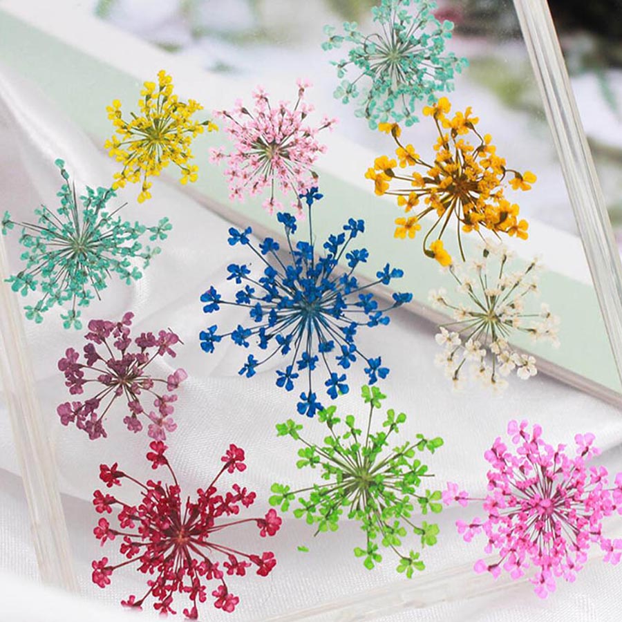 60 pièces de fleurs d'Ammi Maj - Dried Flower Bookmark avis et prix