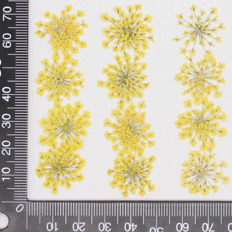 60 pièces de fleurs d'Ammi Maj - Dried Flower Bookmark avis et prix